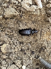 Platynina