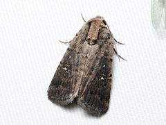 Proteuxoa leucosticta