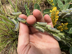 Crotalaria mitchellii