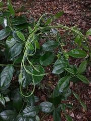 Elytropus chilensis