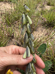 Crotalaria mitchellii