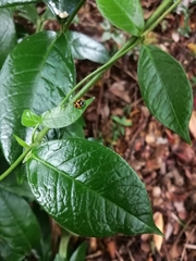 Elytropus chilensis