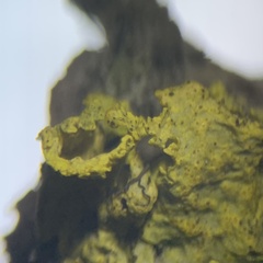 Vulpicida canadensis