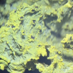 Vulpicida canadensis