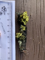 Vulpicida canadensis