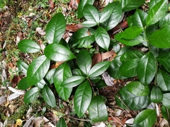 Elytropus chilensis
