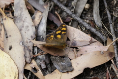 Heteronympha solandri