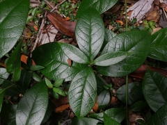 Elytropus chilensis