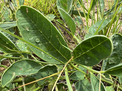 Crotalaria mitchellii