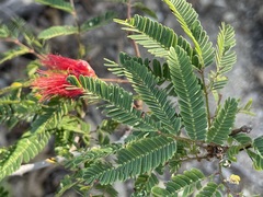 Calliandra peninsularis