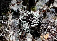 Leucogenes grandiceps × Raoulia mammillaris