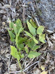 Arracacia brandegeei