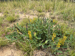 Crotalaria mitchellii