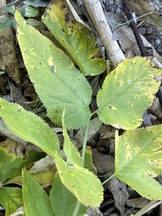 Arracacia brandegeei
