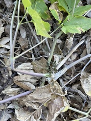 Arracacia brandegeei
