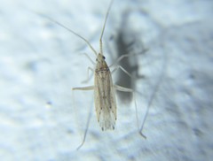 Gracilimiris strigosus