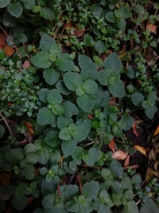 Dysopsis glechomoides
