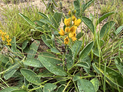 Crotalaria mitchellii