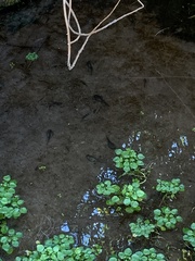 Lithobates onca