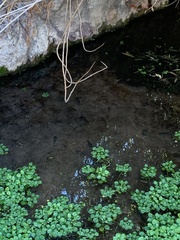 Lithobates onca