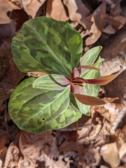 Trillium ludovicianum