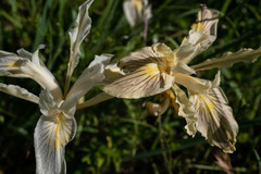 Iris fernaldii
