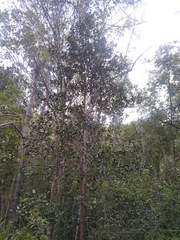 Pimenta racemosa grisea