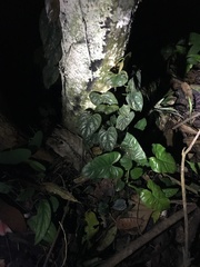 Philodendron brandtianum