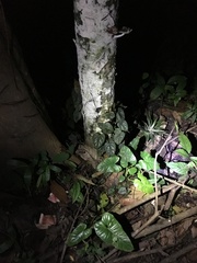 Philodendron brandtianum