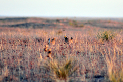 Tympanuchus pallidicinctus