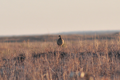 Tympanuchus pallidicinctus