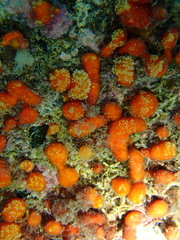 Aplidium benhami