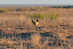 Tympanuchus pallidicinctus