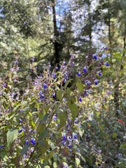 Salvia plurispicata