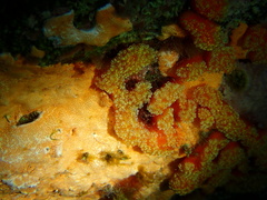 Aplidium benhami