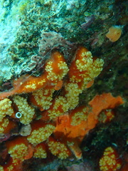 Aplidium benhami