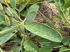 Crotalaria mitchellii