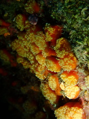 Aplidium benhami