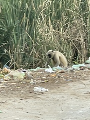 Semnopithecus entellus