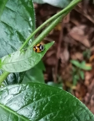 Adalia angulifera