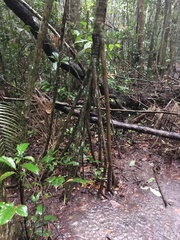 Socratea exorrhiza