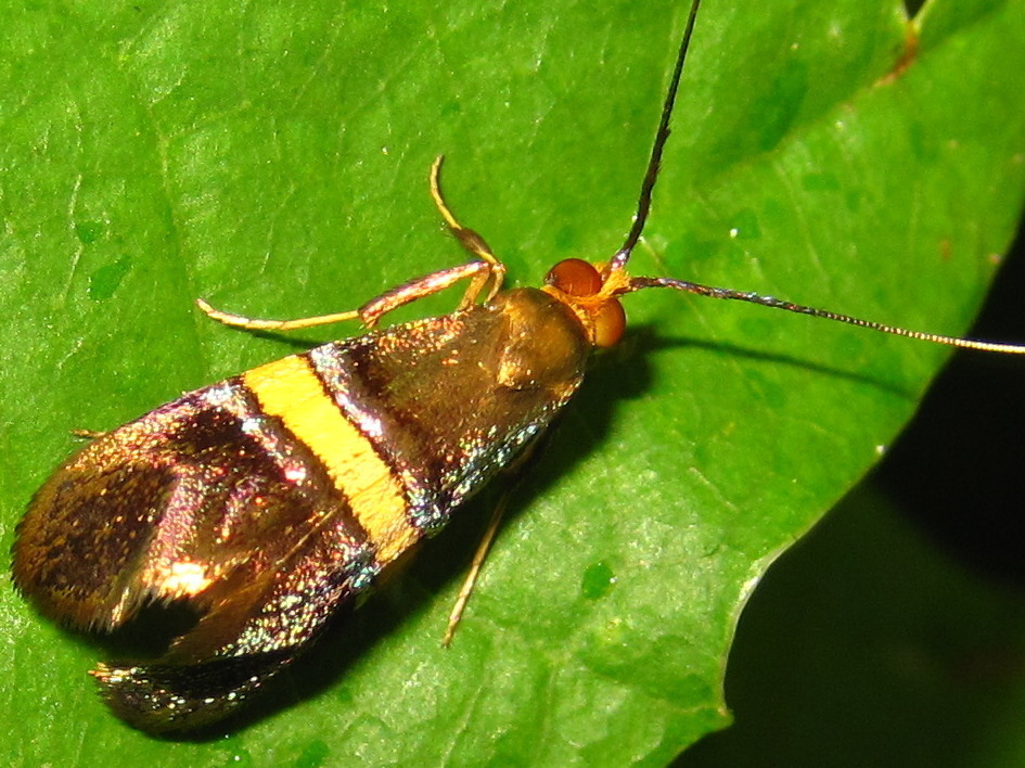 Nemophora smaragdaspis
