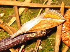 Rhynchina cramboides