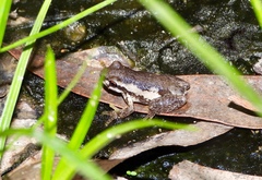 Litoria dentata
