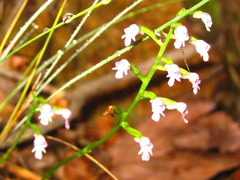 Hemipilia gracilis