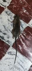 Rattus rattus