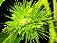 Castanea crenata
