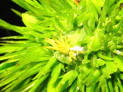 Castanea crenata