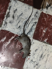 Rattus rattus