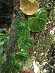 Philodendron brandtianum